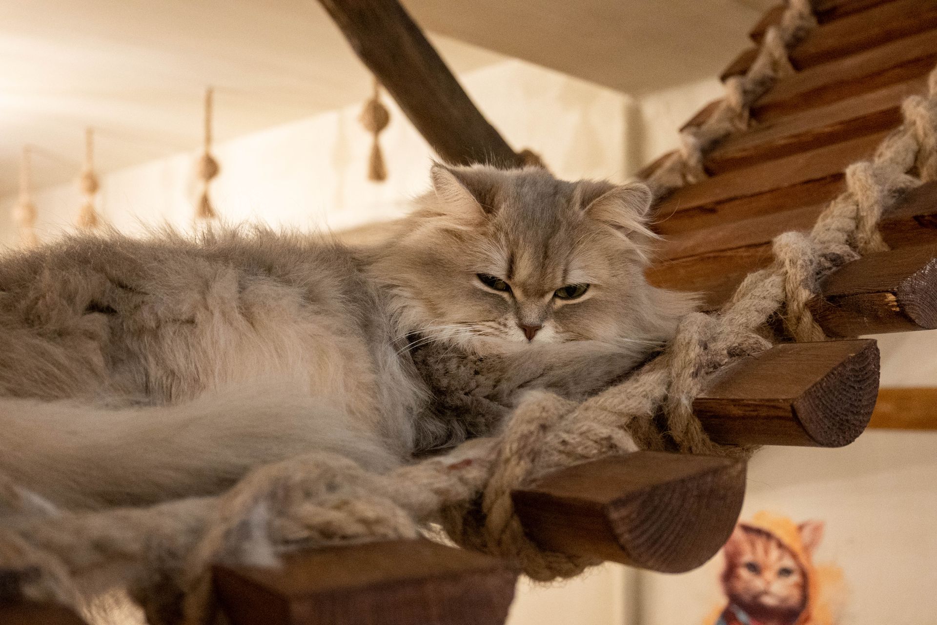 A fluffy Persian cat lounging comfortably on a wooden staircase indoors.