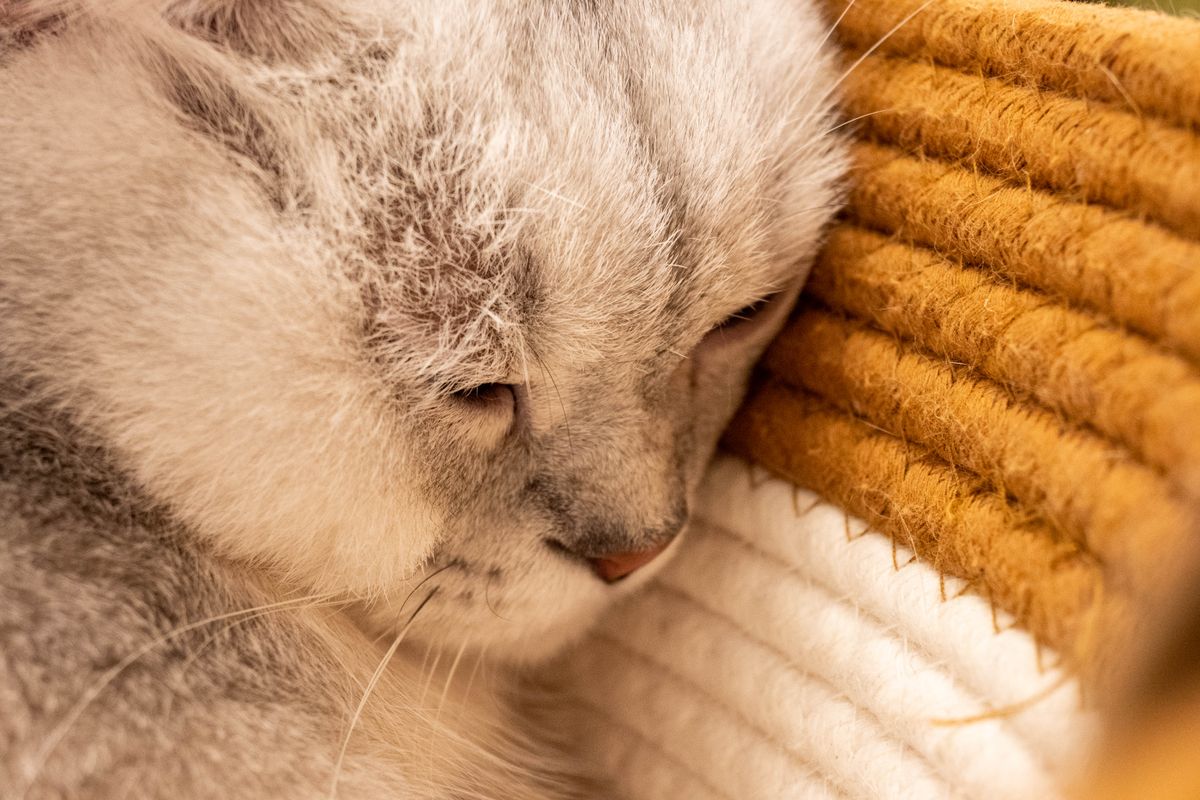 Après la stérilisation d’une chatte : soins et surveillance à la maison