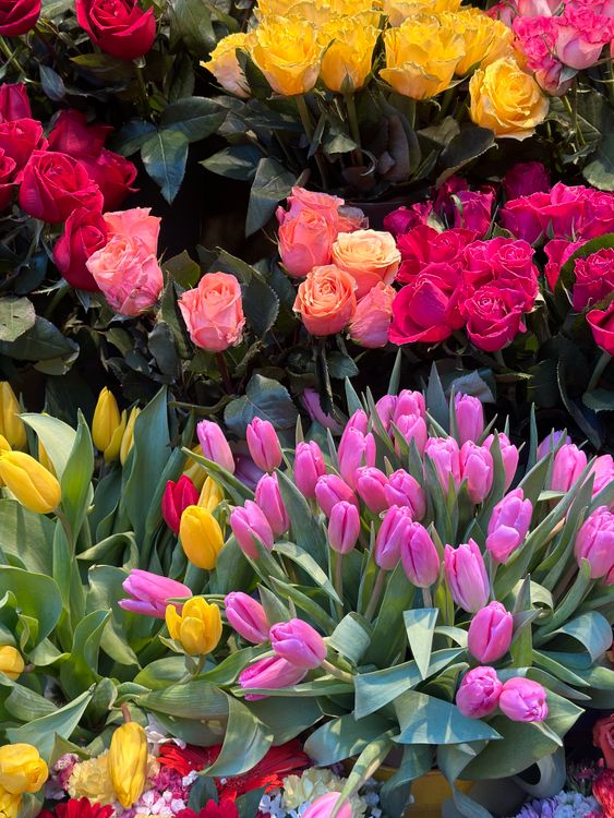 Tulipes And Roses Vibrant Display of Roses and Tulips in Bloom Β· Free Stock Photo