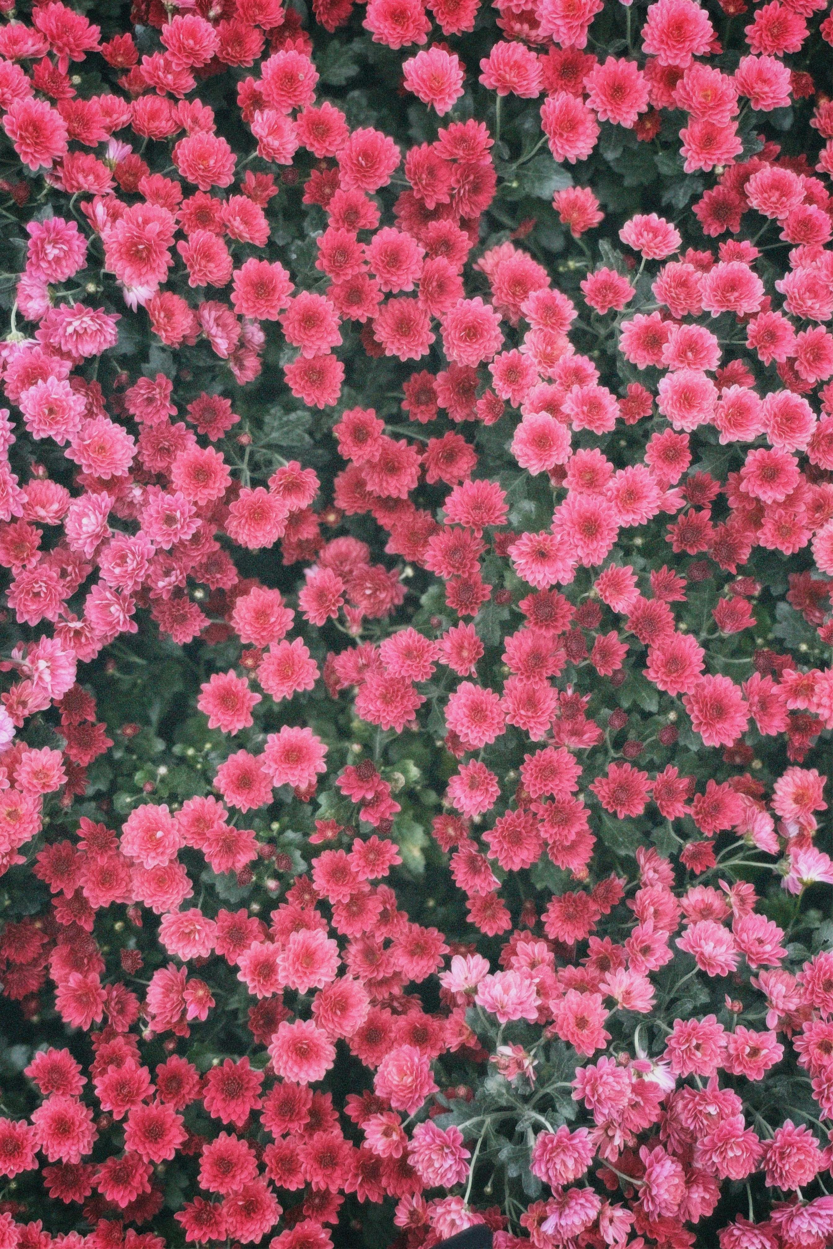 [ColoSach]-a-lush-display-of-pink-chrysanthemums-in-full-bloom-outdoors.