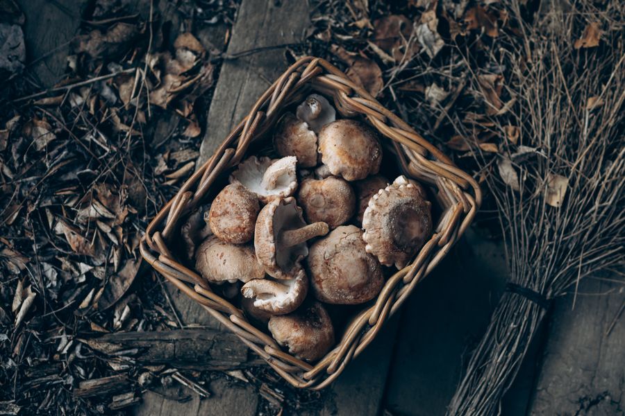 Freshly harvested shiitake mushrooms in a rustic basket — global mushroom cultivation is a $50+ billion industry