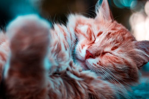 잠자는 오렌지 고양이의 선택적 초점 사진