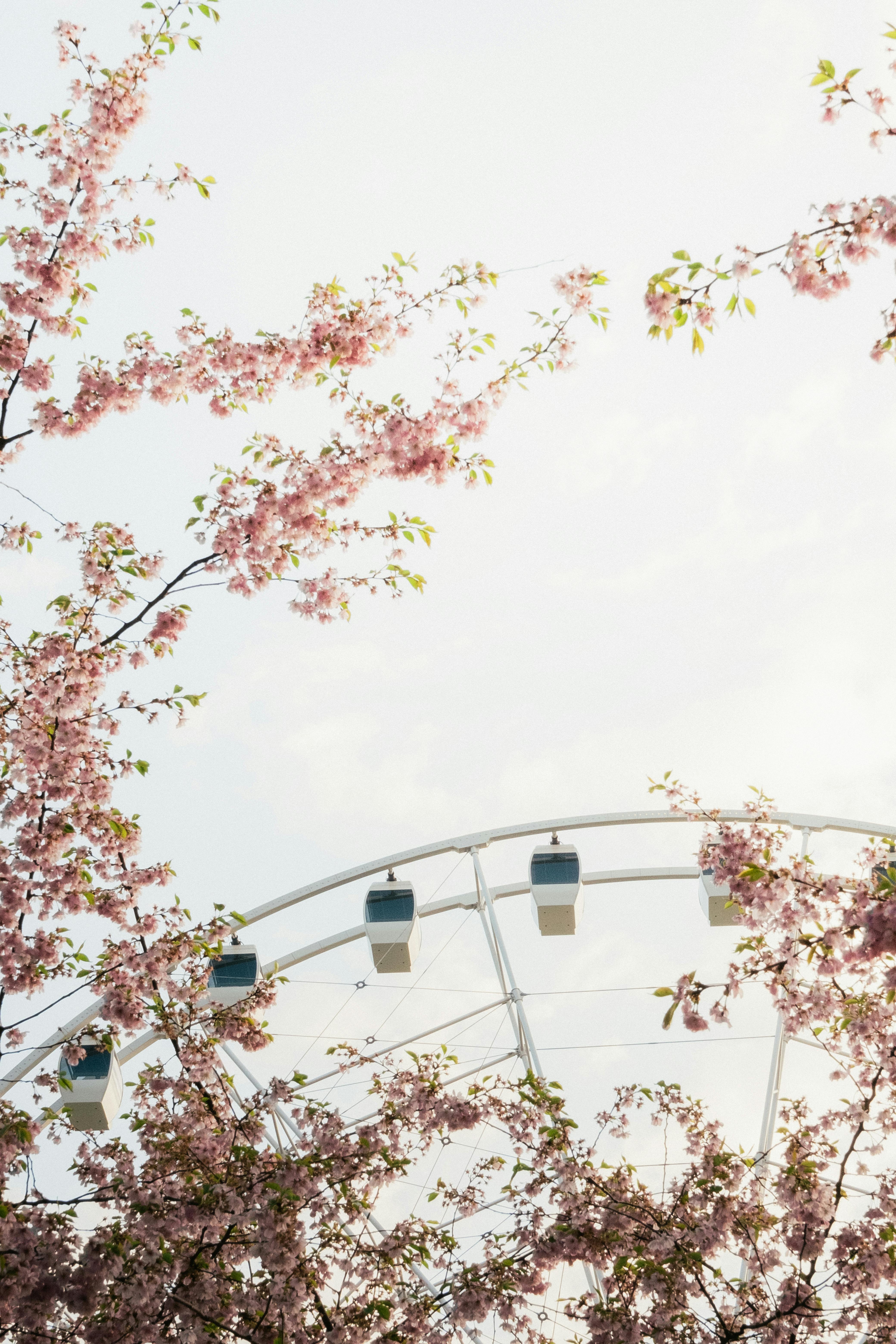 Calm spring view of a Ferris wheel surrounded by cherry blossoms in bloom.