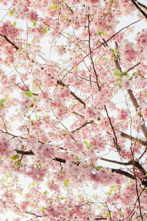 Free A beautiful display of cherry blossom trees in full bloom against the clear sky. Stock Photo