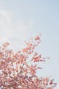 Delicate Cherry Blossoms Against Clear Sky