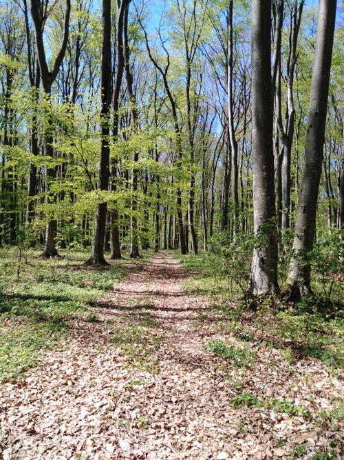 Free Tranquil walk through a lush spring forest with bright green foliage under a clear blue sky. Stock Photo