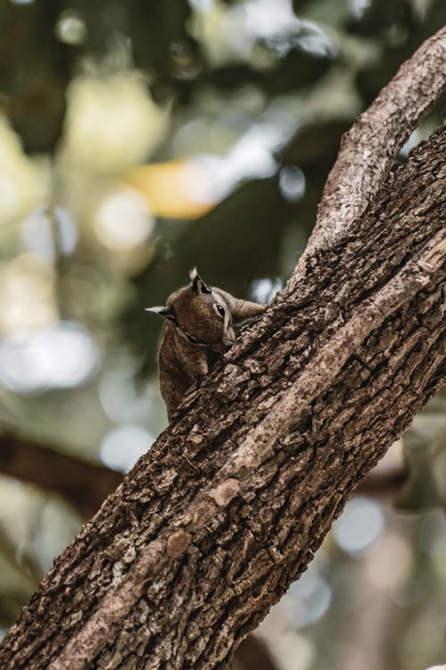 Free A small squirrel skillfully climbs a tree in a lush forest setting, showcasing its agility. Stock Photo