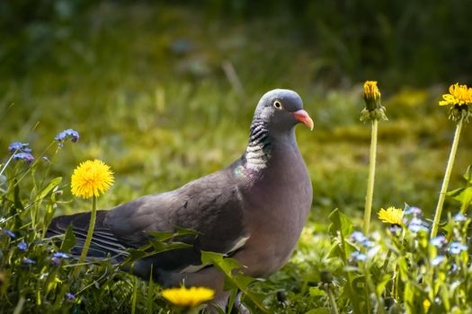 A wood pigeon stands amid vivid blossoms in a lush spring meadow, highlighting wildlife in nature.