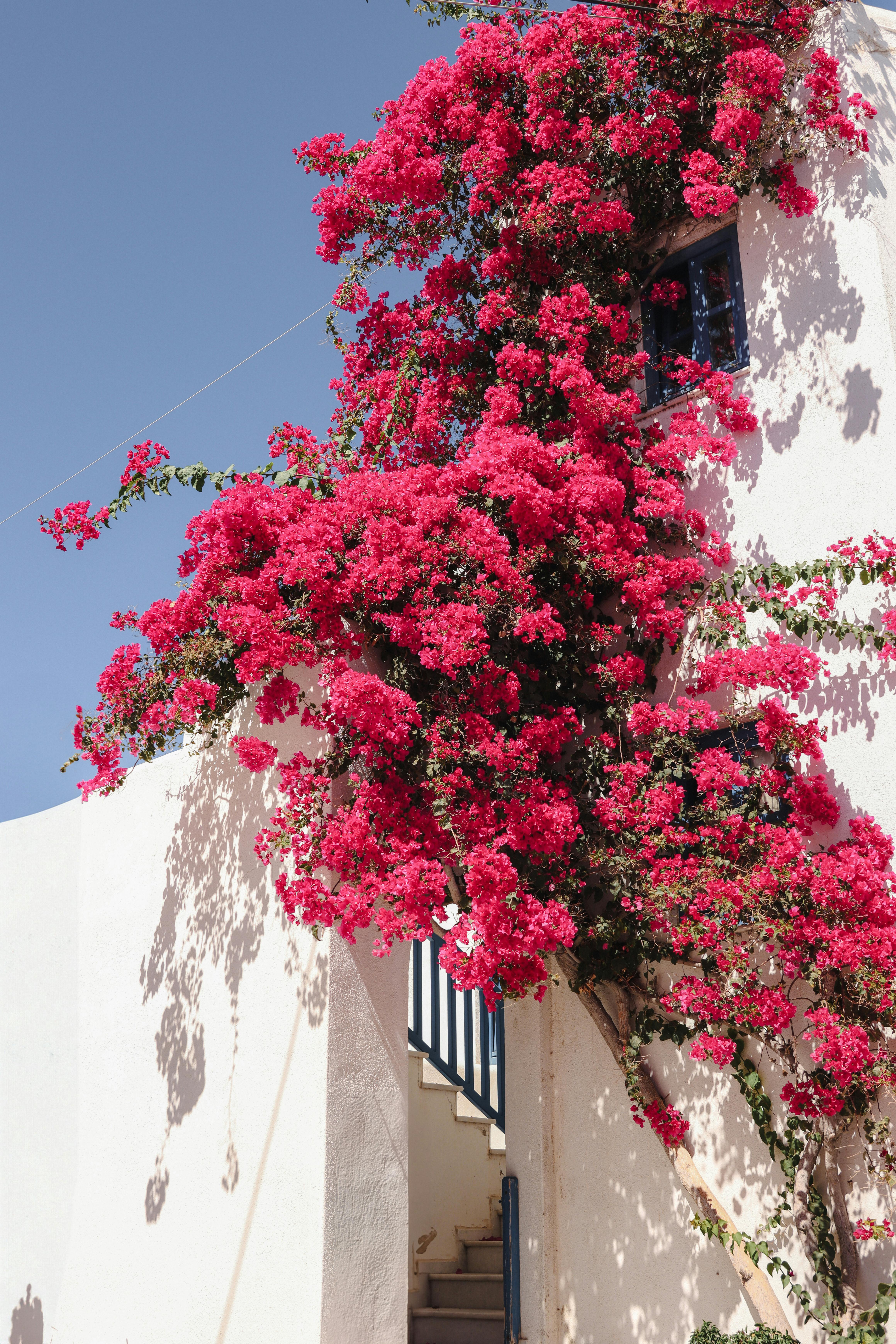Bright bougainvillea cascading over traditional Greek architecture under a clear sky.