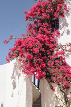 Bright bougainvillea cascading over traditional Greek architecture under a clear sky.