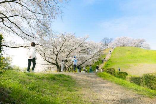 People enjoying cherry blossoms under a bright spring sky in Gyoda, Saitama, Japan.