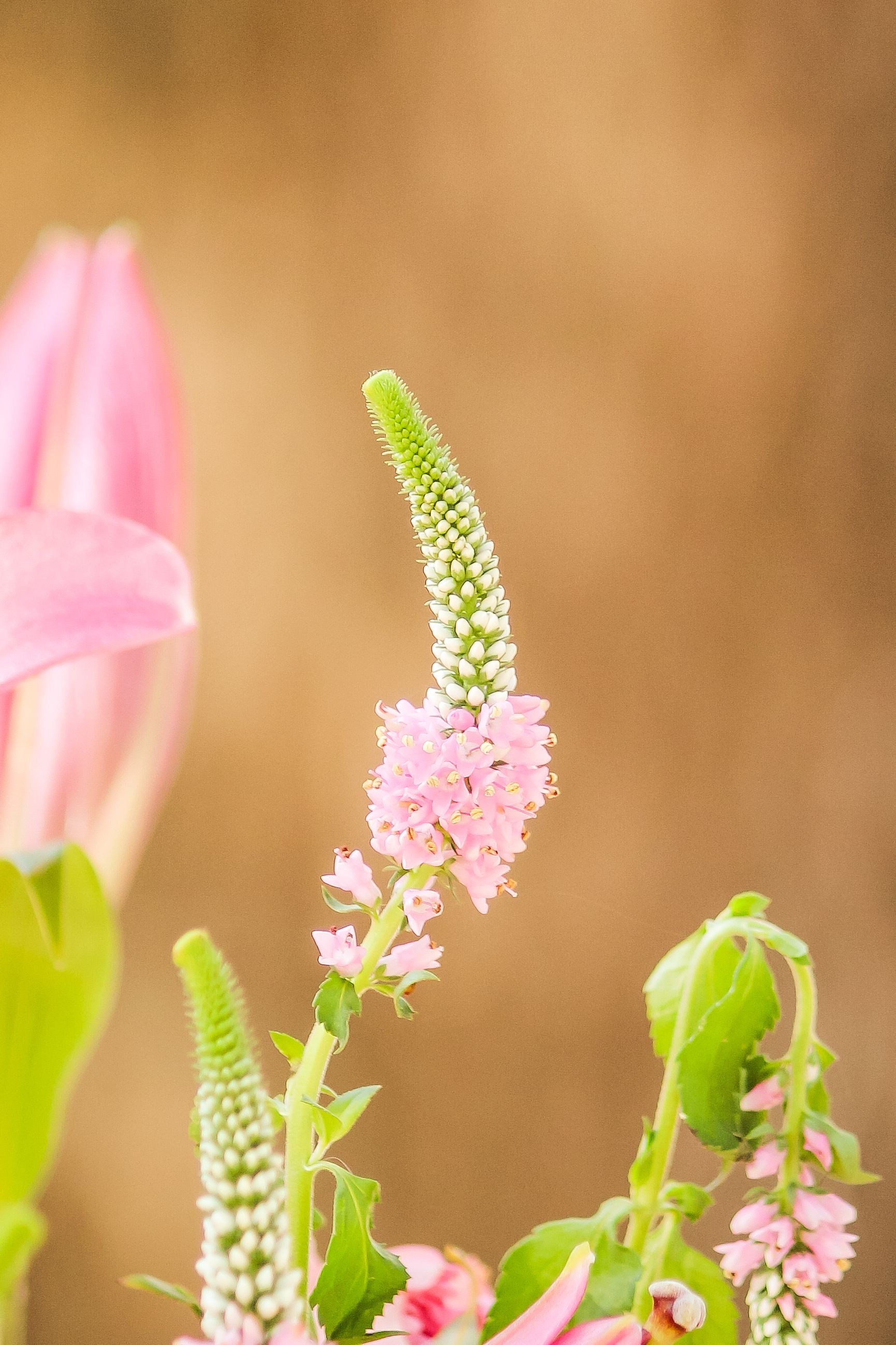 [ColoSach]-delicate-pink-flowers-stand-out-against-a-neutral-background,-capturing-nature's-simplicity.