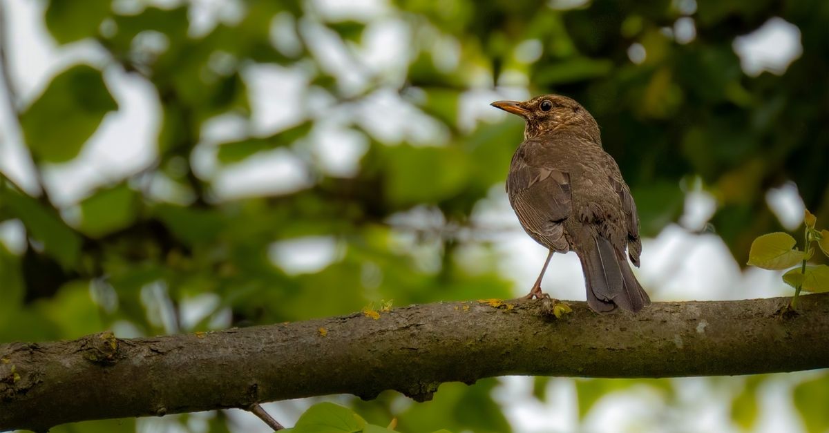 Coucou : Tout savoir sur cet oiseau migrateur