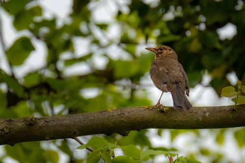 Free A song thrush perched on a tree branch in a lush, green woodland setting, signaling spring. Stock Photo