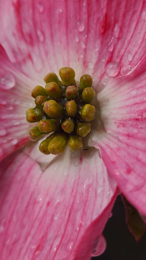 Free Macro shot of a pink dogwood flower with dew droplets, emphasizing natural beauty. Stock Photo