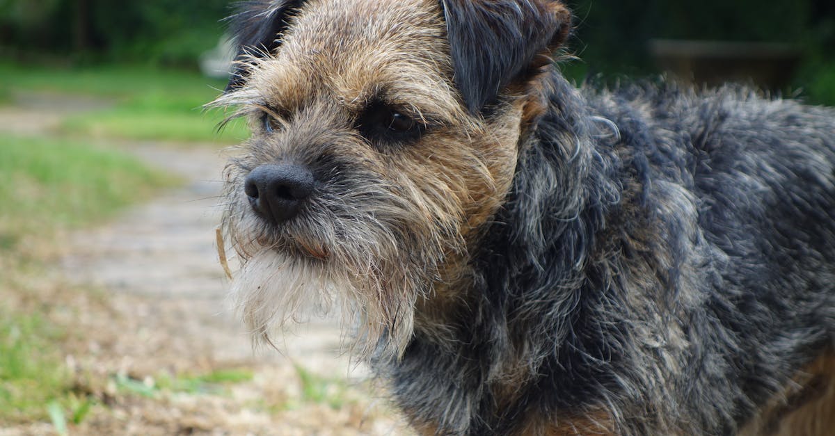 Border Terrier