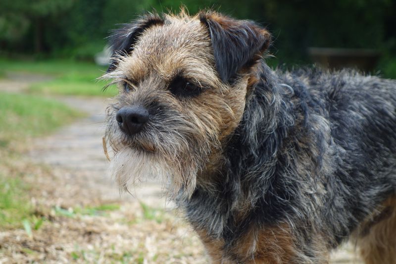A Border Terrier