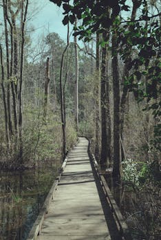 Explore the tranquil boardwalk surrounded by lush woodlands at Sesqui State Park, Columbia, South Carolina.