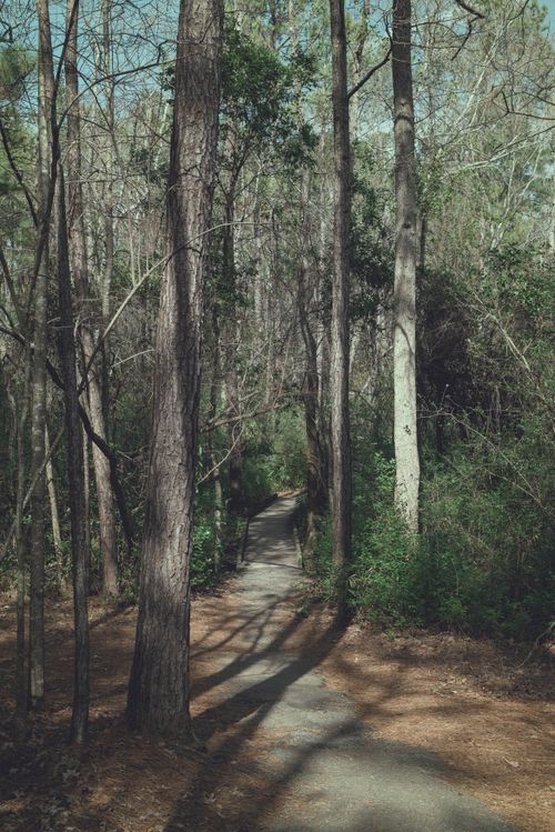 Free A serene woodland trail surrounded by tall trees in Sesqui State Park, South Carolina. Stock Photo