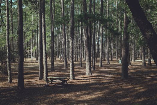 Quiet forest setting in Sesqui State Park, perfect for relaxation and nature walks.