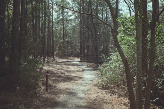 A tranquil forest trail in Columbia, South Carolina, showcasing tall pine trees and gentle sunlight.