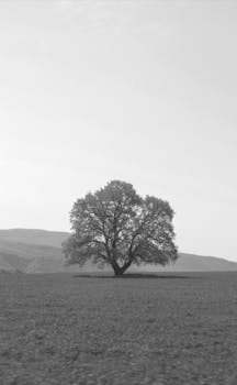 A serene black and white photograph of a solitary tree in a vast open field.