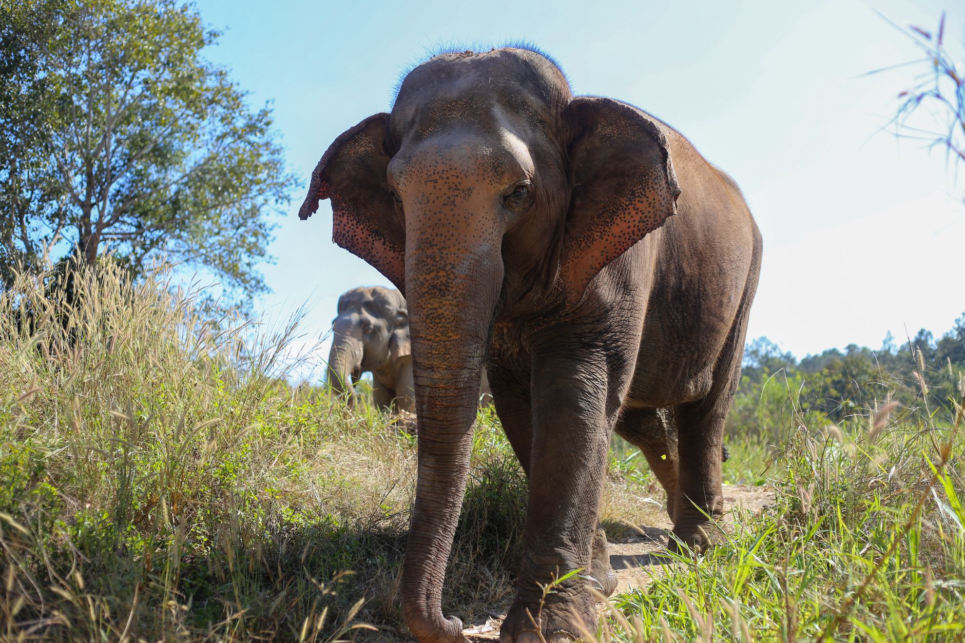 elephant sanctuary chiang mai thailand ethical ethical care