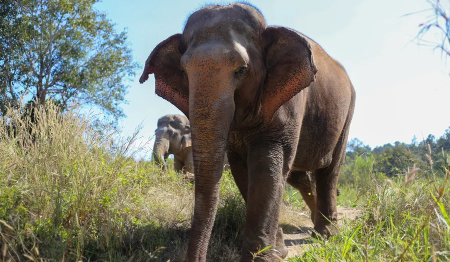 Sanctuaire d'éléphants