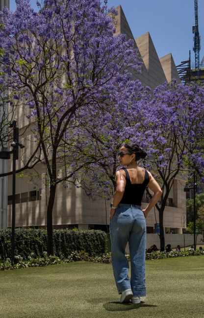 A woman strolls under blooming jacaranda trees near the distinctive architecture of Ciudad de México.