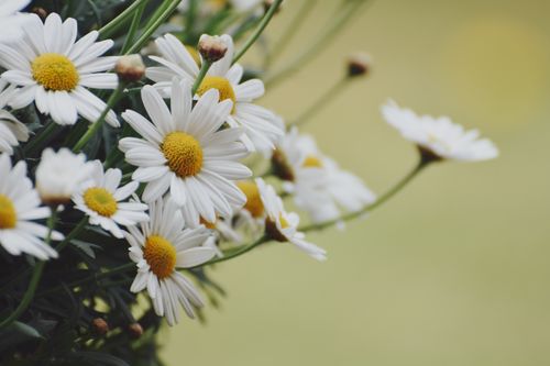Free Detailed image of white daisies blossoming outdoors, showcasing natural beauty and freshness in summer sunlight. Stock Photo