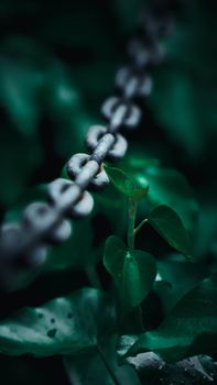 Close-up of vibrant green leaves with a metal chain in Bükkszentkereszt, Hungary.
