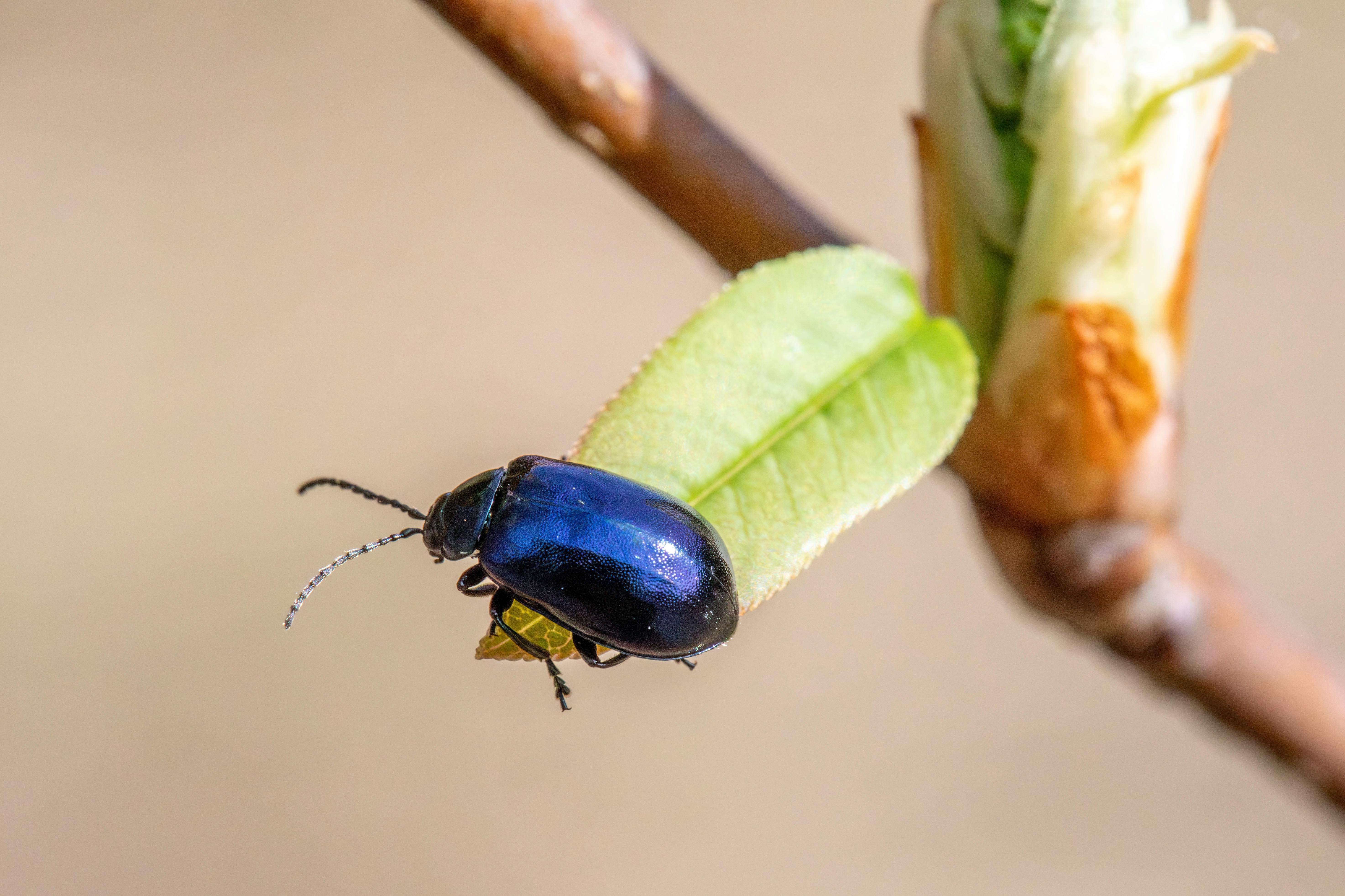 The #1 Pest Control Technician Website Builder in Dallas, TX