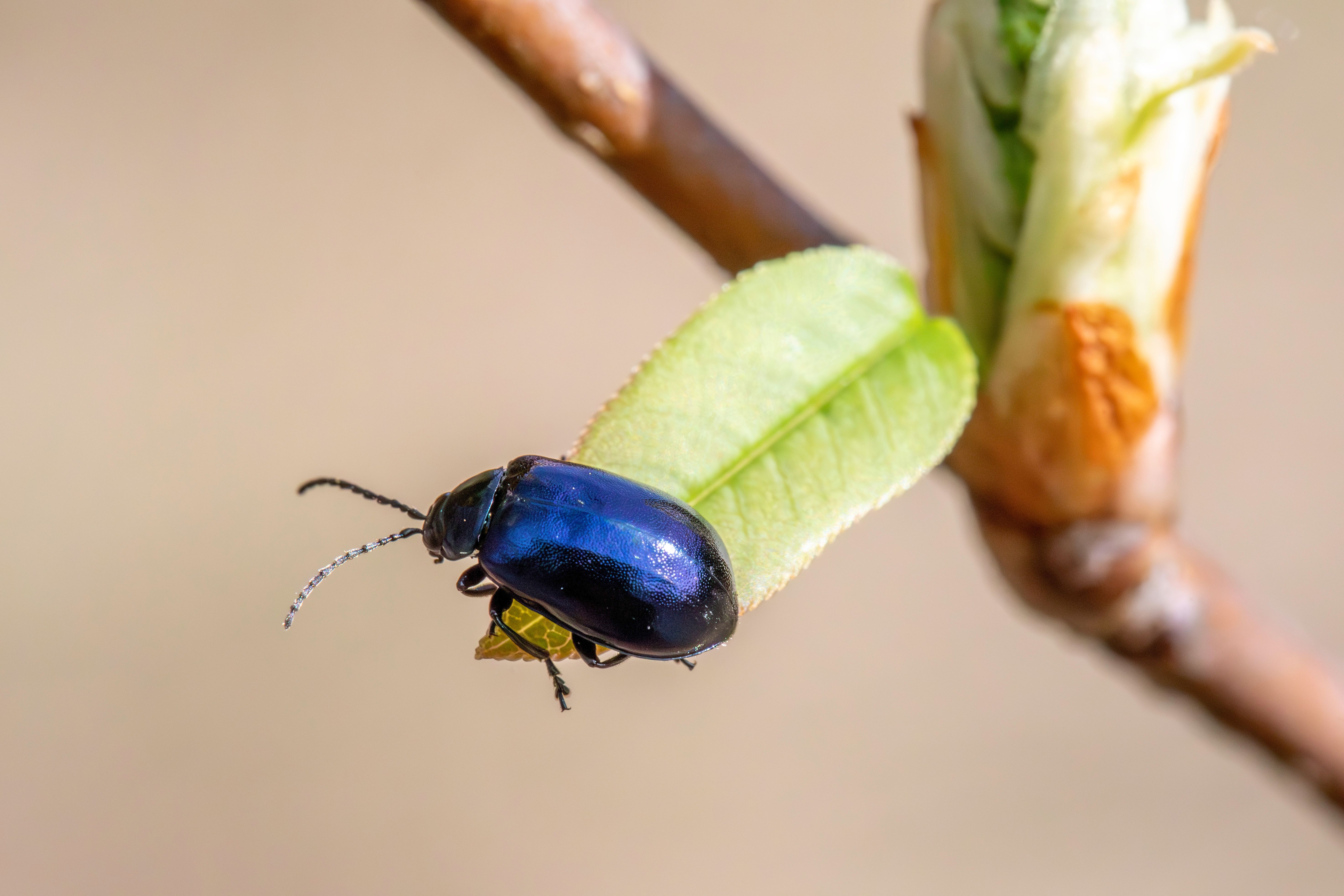 close-up-of-alder-leaf-beetle-on-leaf-free-stock-photo