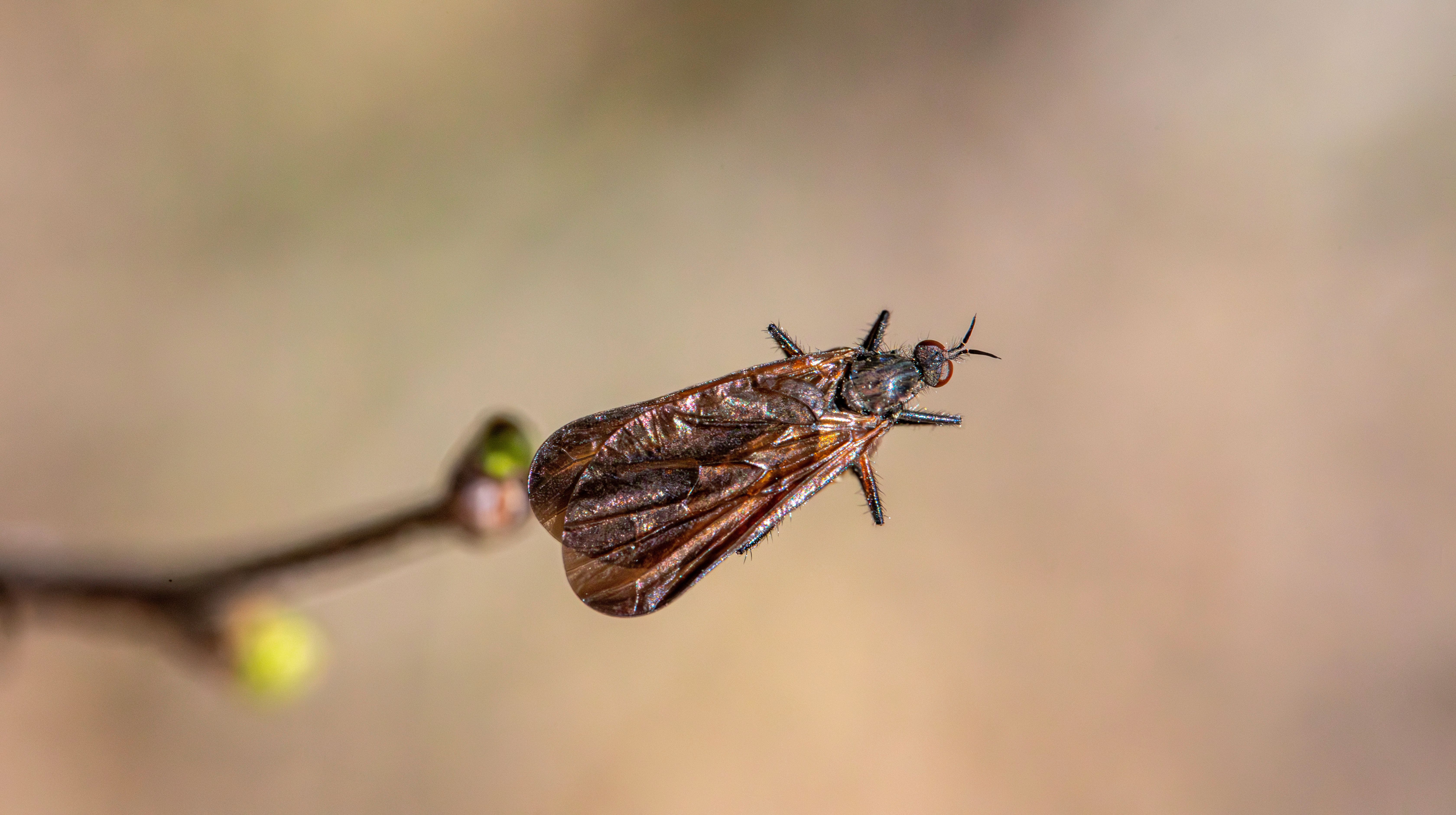 Drain fly complete life cycle infographic from egg to adult in plumbing biofilm