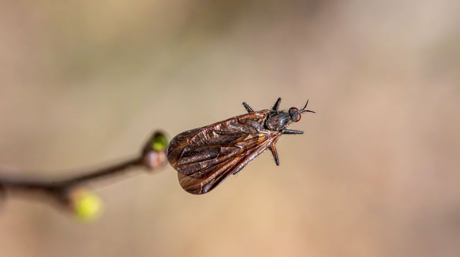 Drain fly complete life cycle infographic from egg to adult in plumbing biofilm Drain fly complete life cycle infographic from egg to adult in plumbing biofilm