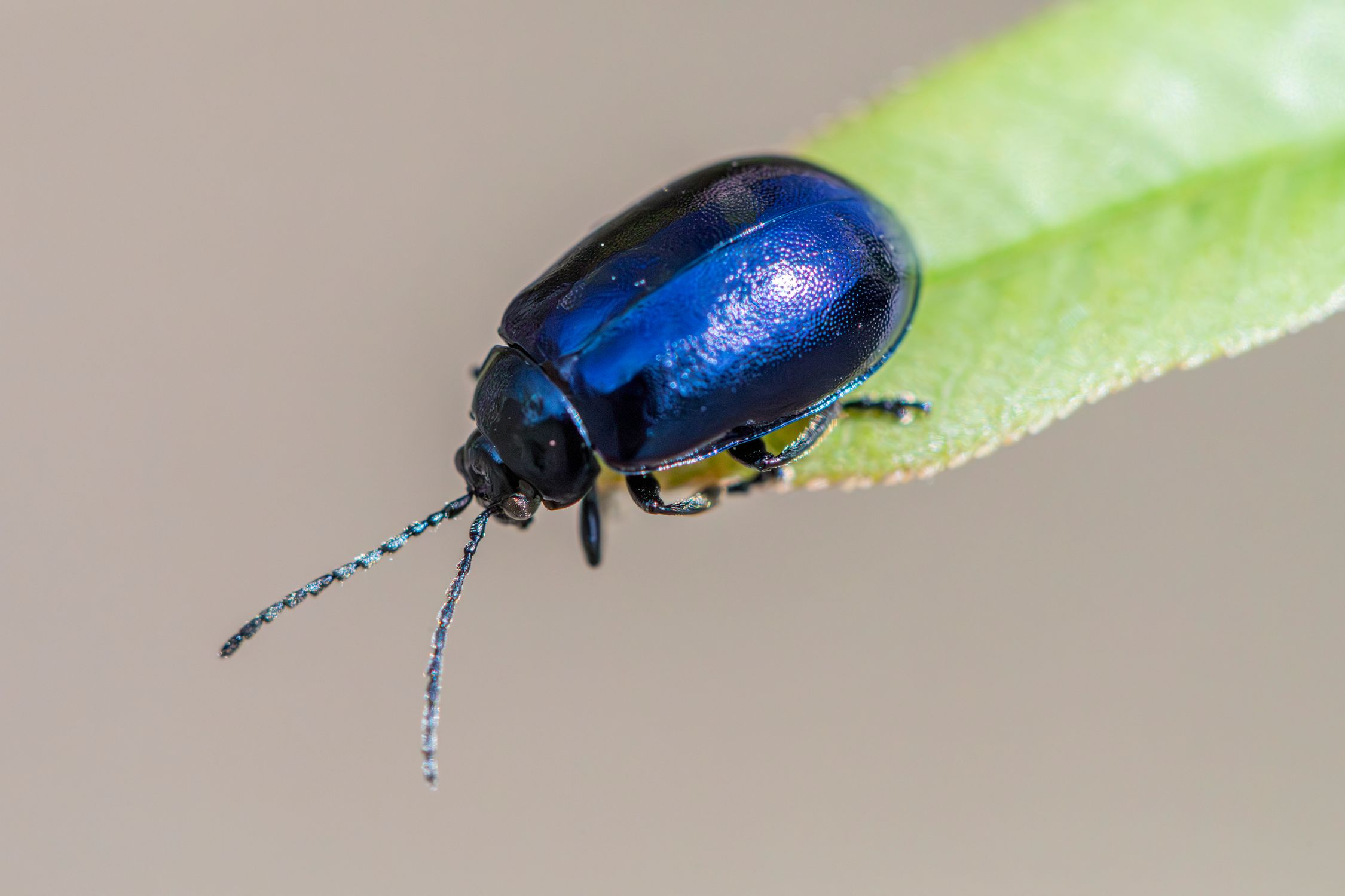 Close up Of Alder Leaf Beetle On Green Leaf Free Stock Photo close-up-of-alder-leaf-beetle-on-green-leaf-free-stock-photo