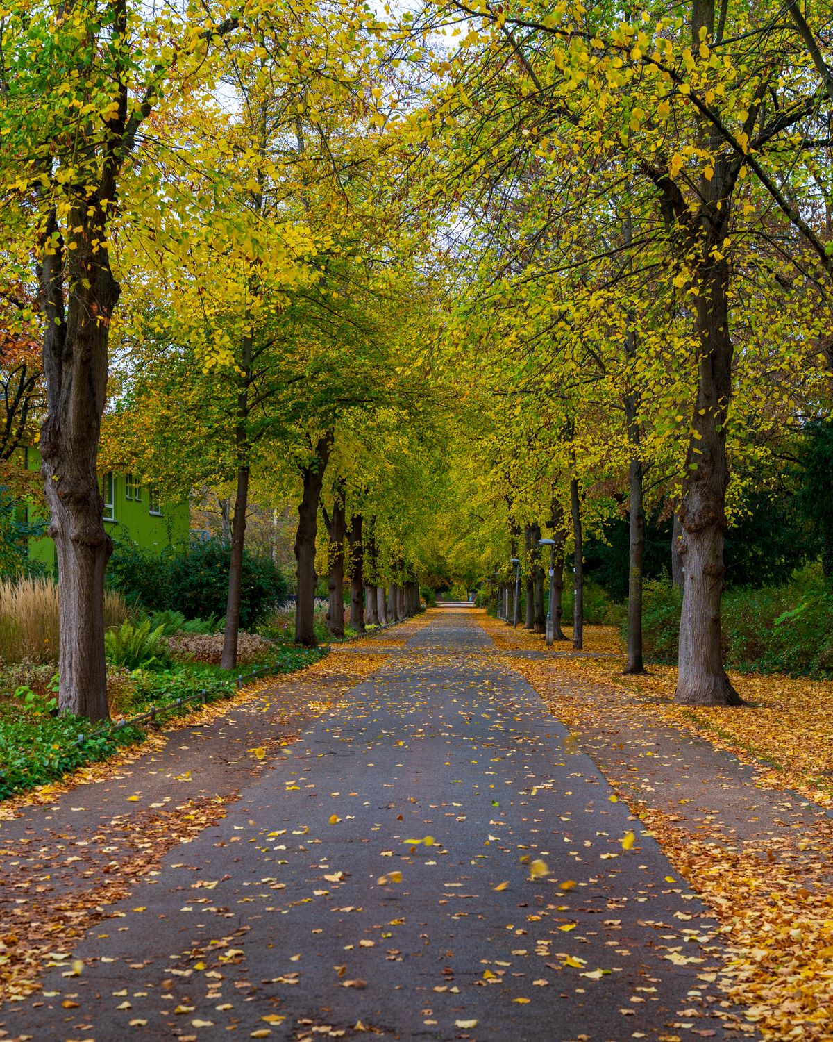Scenic Autumn Pathway Lined with Trees · Free Stock Photo