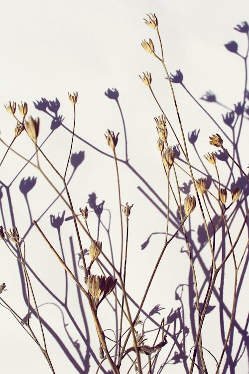 Foto Van Bruine Bloemen