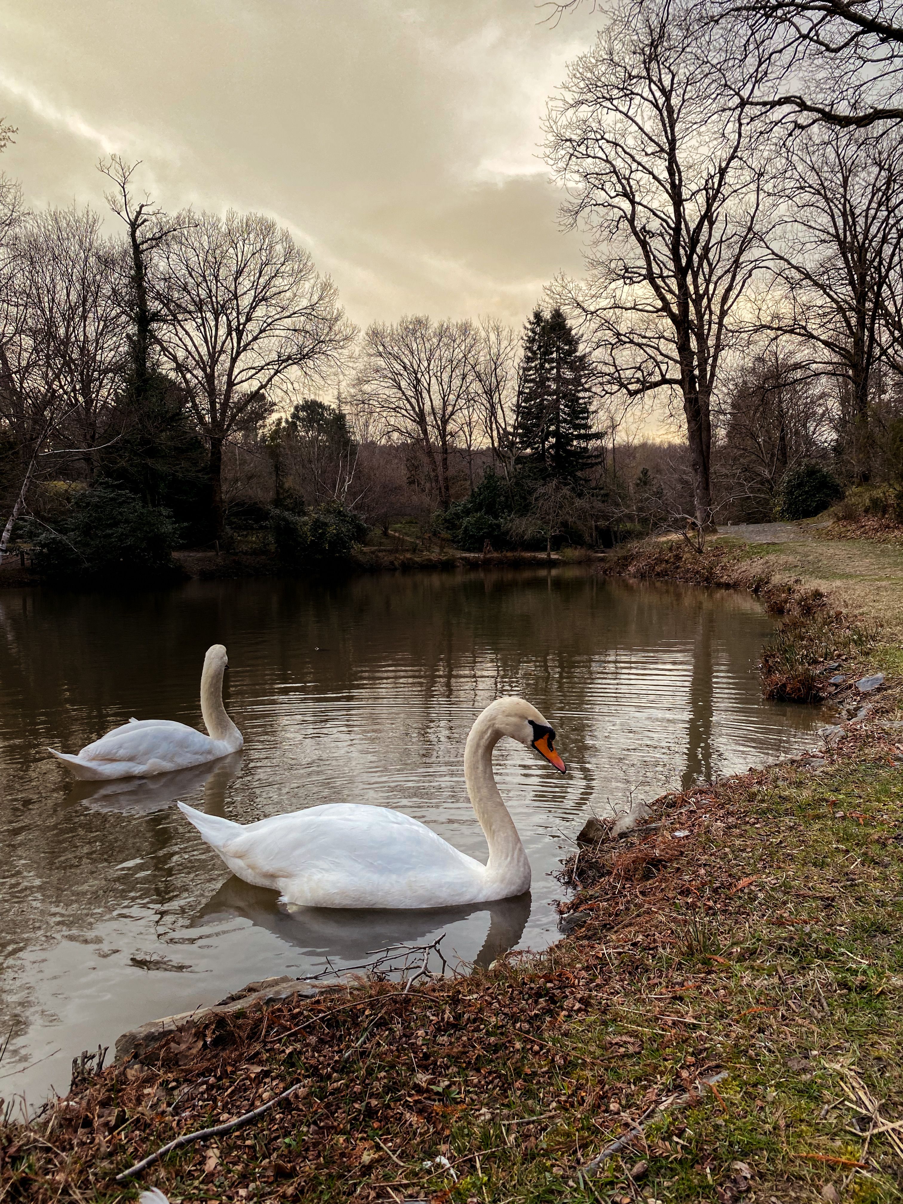 Peaceful swans swimming in an autumn lake surrounded by bare trees.
