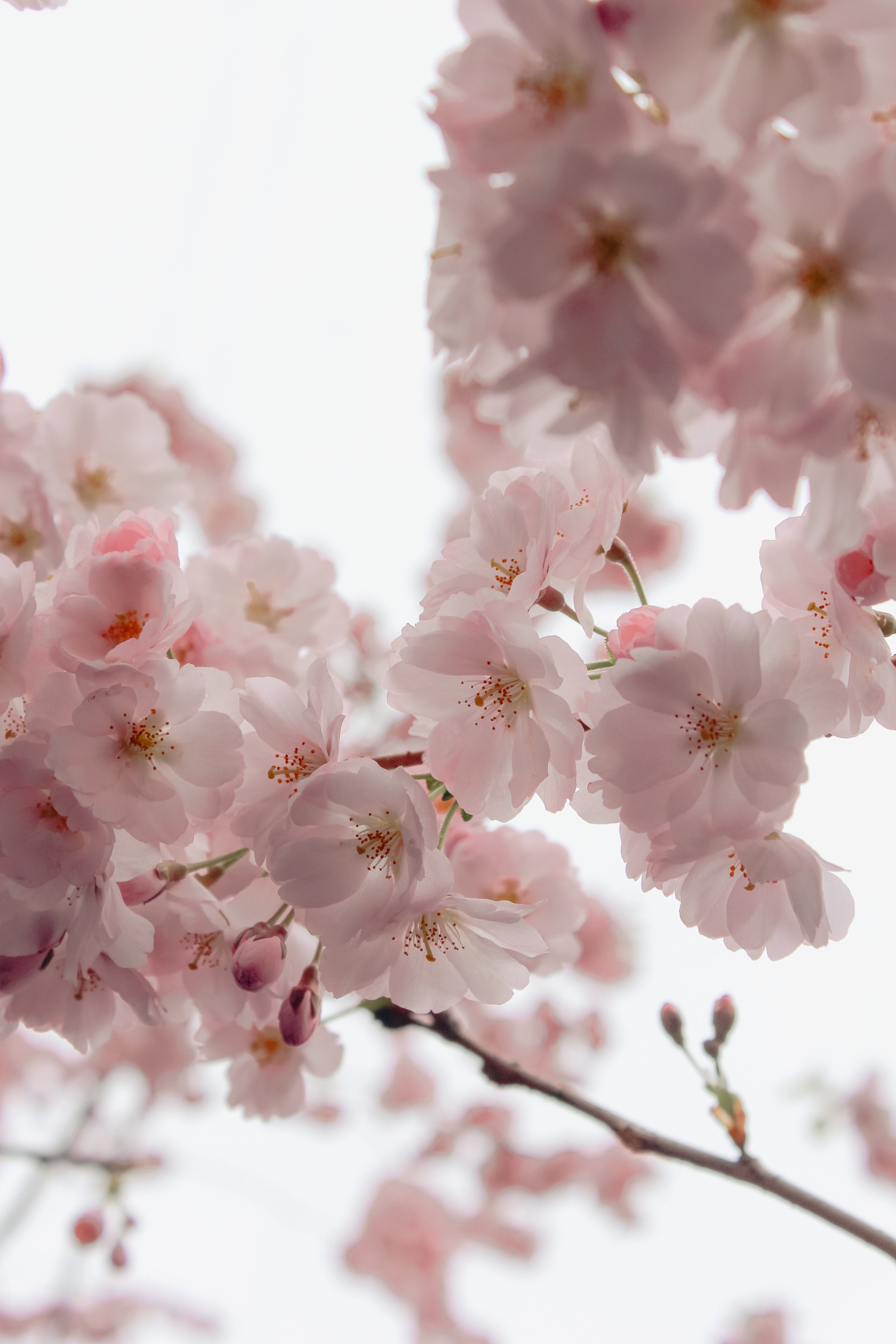 Beautiful Pink Cherry Blossoms in Full Bloom · Free Stock Photo