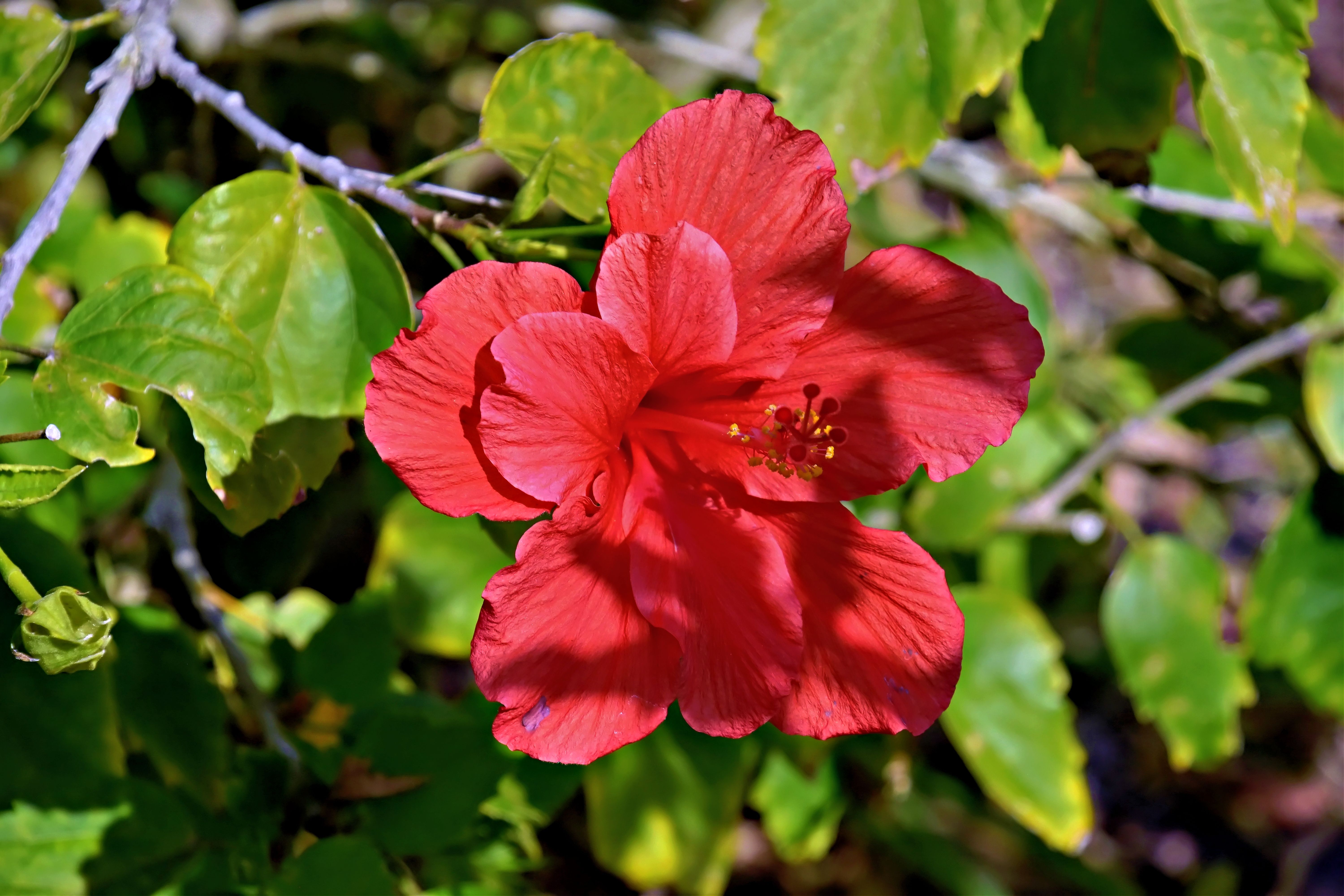 Close-up of a vibrant red hibiscus flower amidst lush green leaves in Sarasota, Florida.
