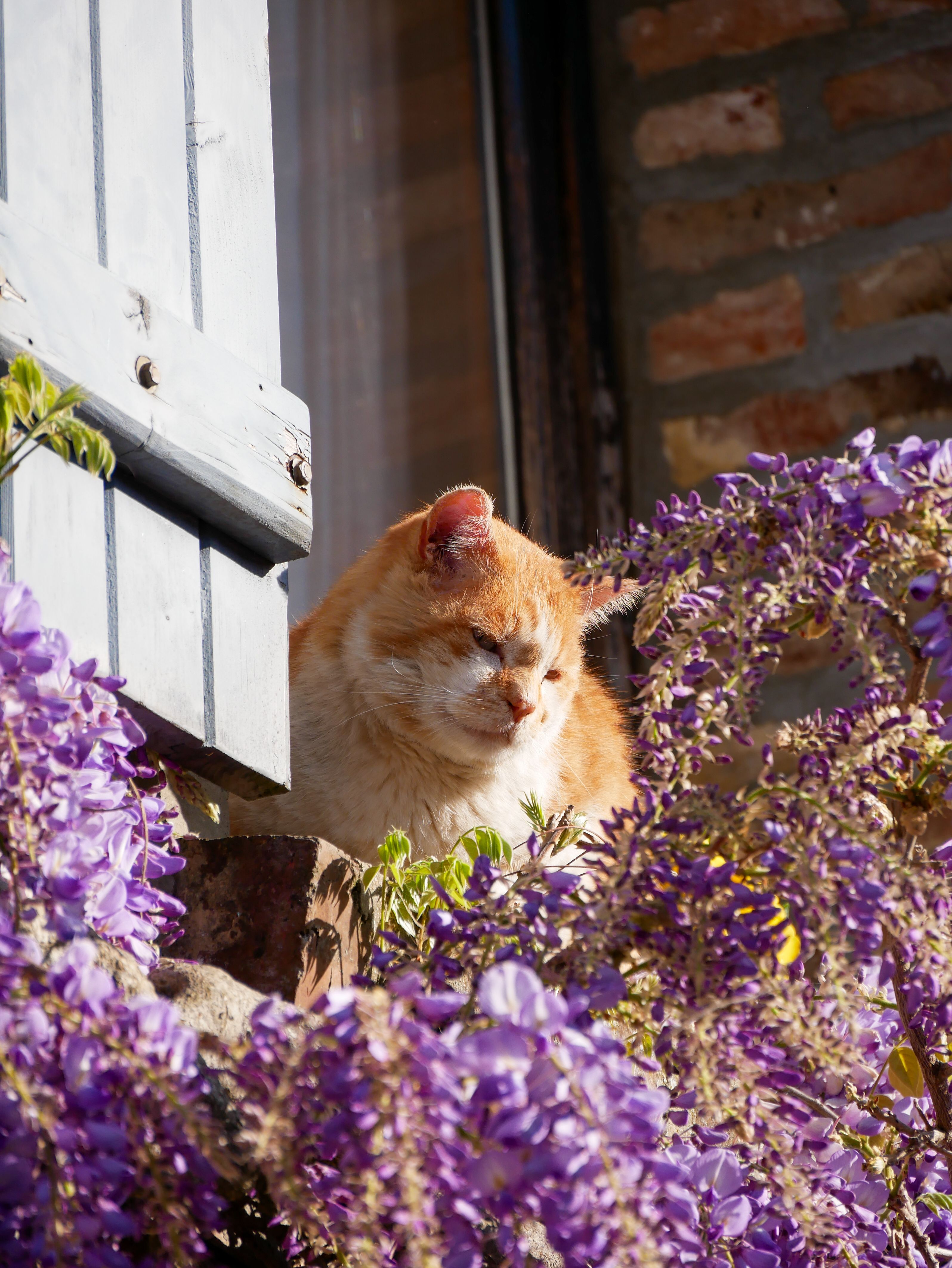 Orange cat peacefully basking in the sun among vibrant purple wisteria flowers, outdoors in France.