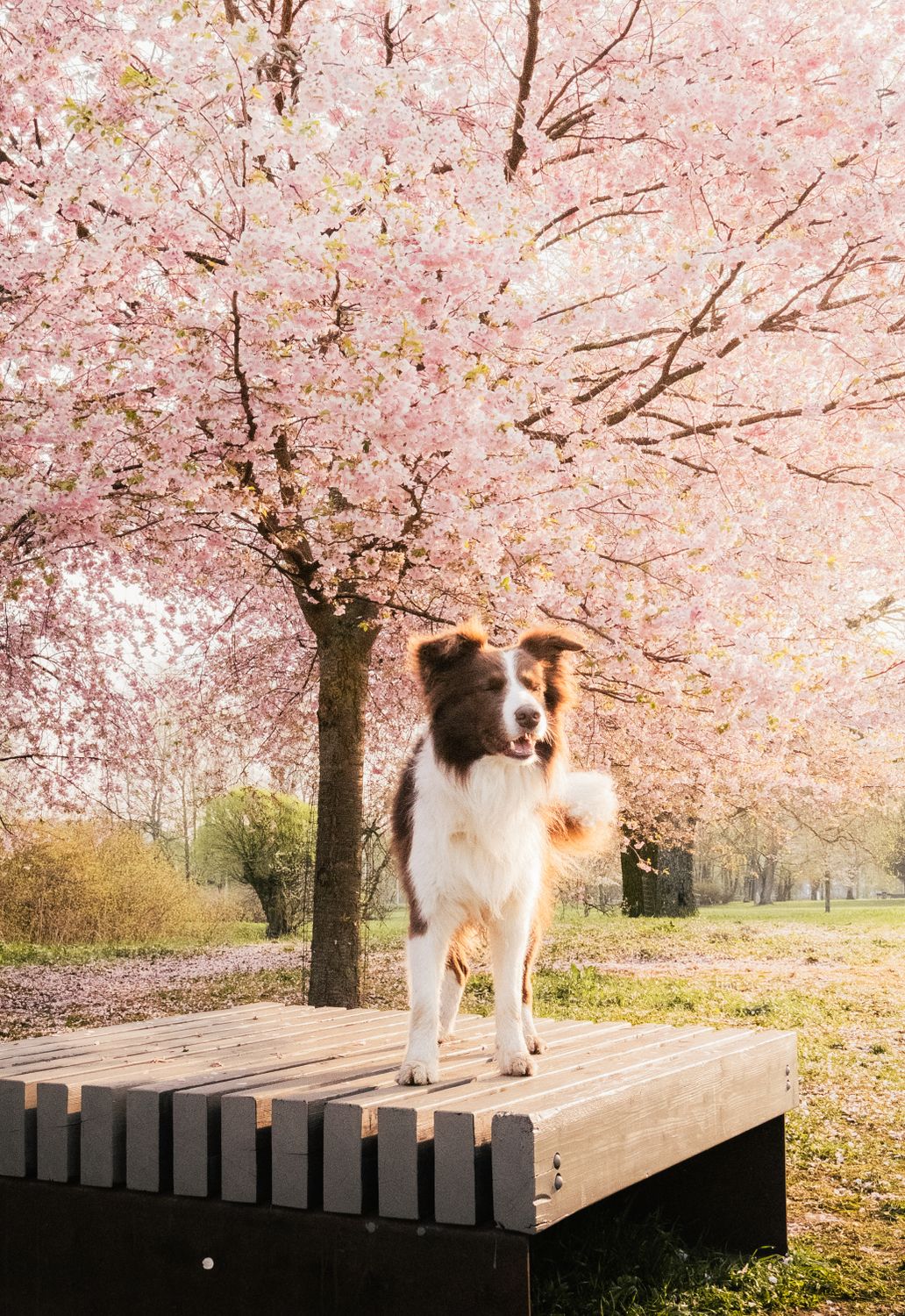 Spring Border Collies Border Collie under Blossom Tree in Spring · Free Stock Photo