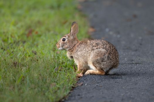 A wild Eastern Cottontail Rabbit sits on the edge of a forest path in Southborough, Massachusetts.