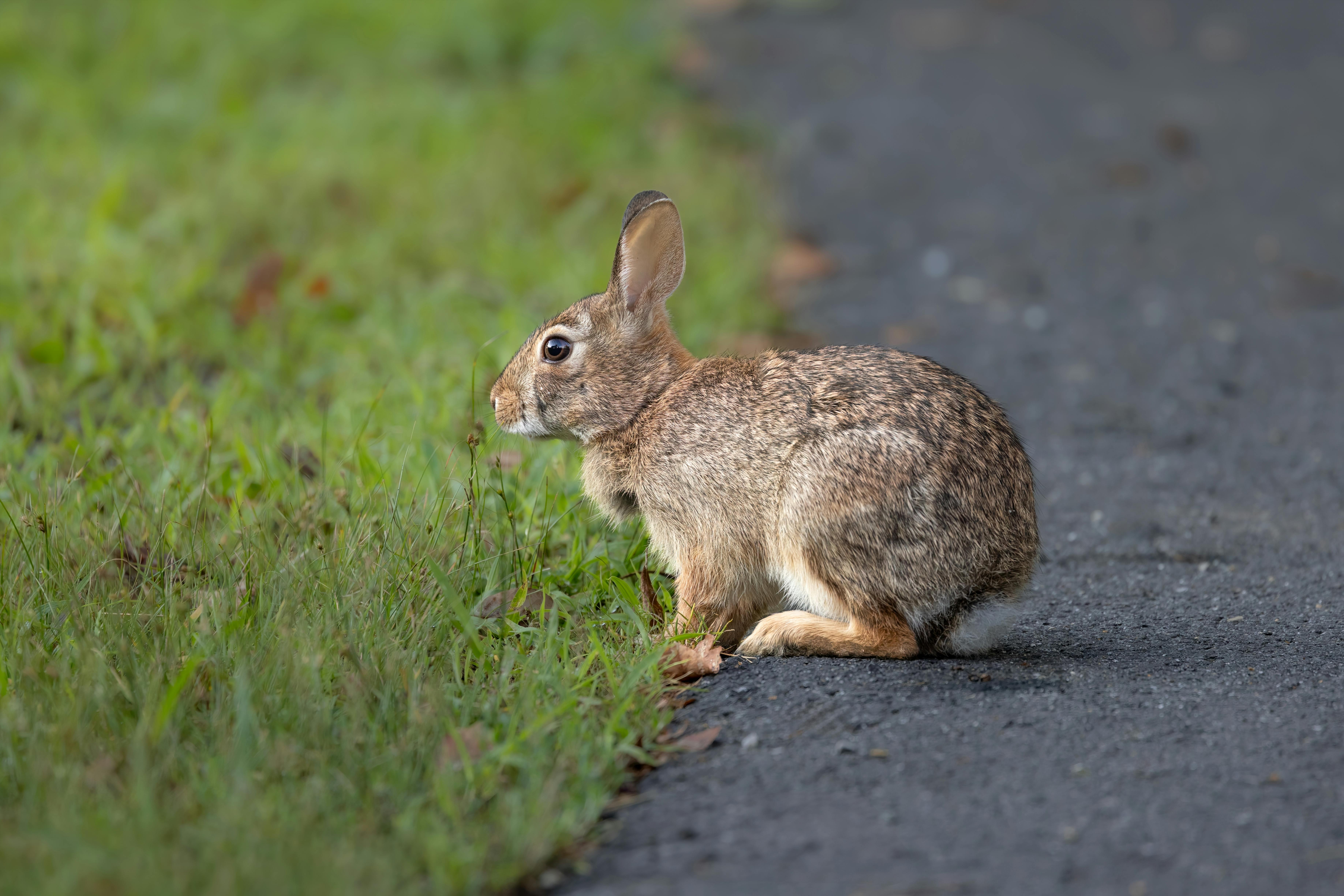 Eastern Cottontail Rabbit on Forest Edge, Massachusetts · Free Stock Photo