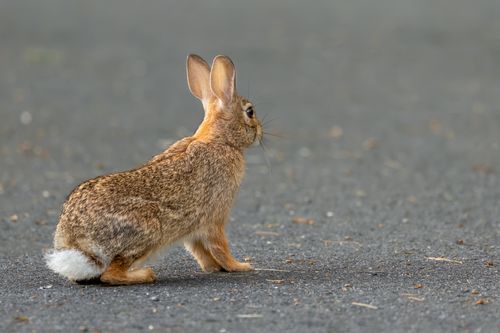 Free A wild rabbit spotted on a quiet road in Southborough, Massachusetts. Stock Photo