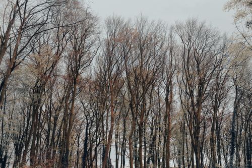 Free A peaceful winter forest scene with bare trees reaching to the sky, capturing the essence of nature's calm. Stock Photo