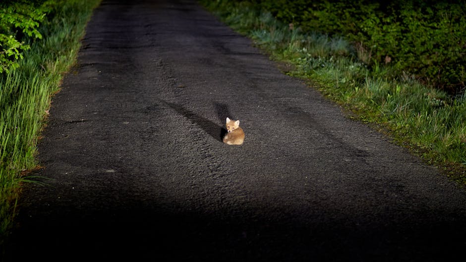 강아지 관련 이미지