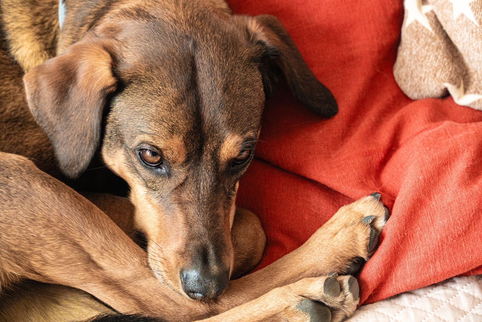 Dog and cat resting in a quiet interior room during a thunderstorm