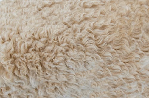 Free Beige Fur Stock Photo